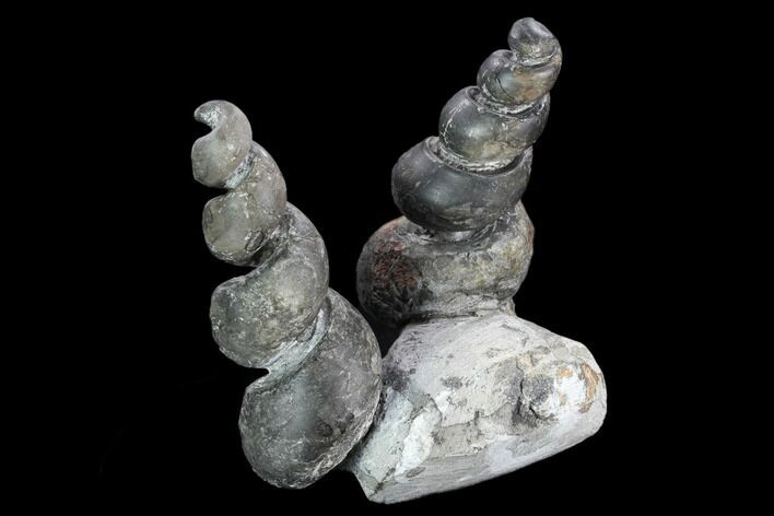 Two, Large Devonian Gastropod Fossils - Issoumour, Morocco #125493